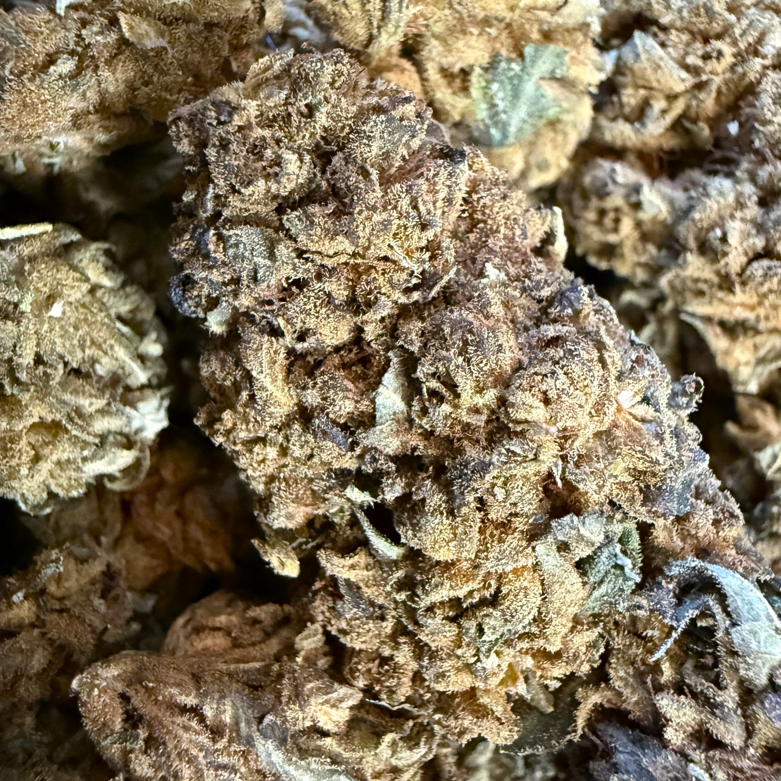 Master Kush CBD Big Bud